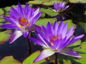 tropical_water_lilies
